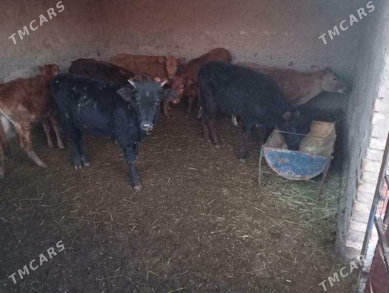 gulajyn - Мары - img 1