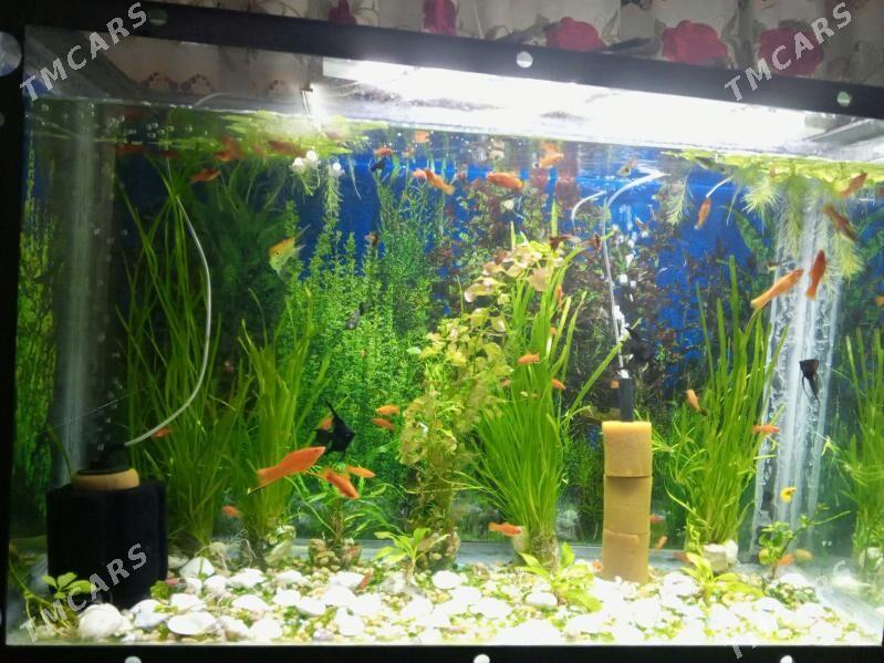 Guppi balyk - Daşoguz - img 1