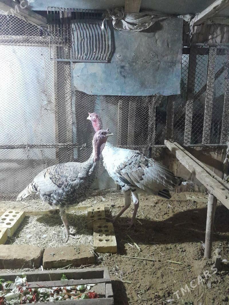 Induk - Mary - img 1