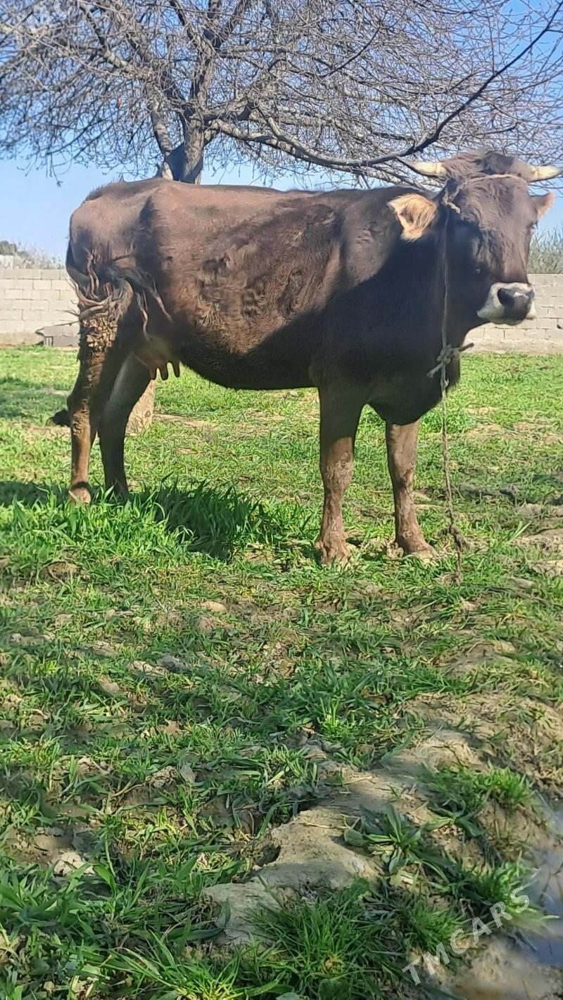 göleli sygyr - Бахарден - img 1