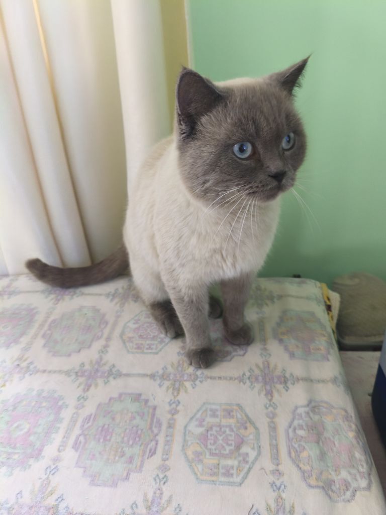 Кот piśik - Mary - img 1