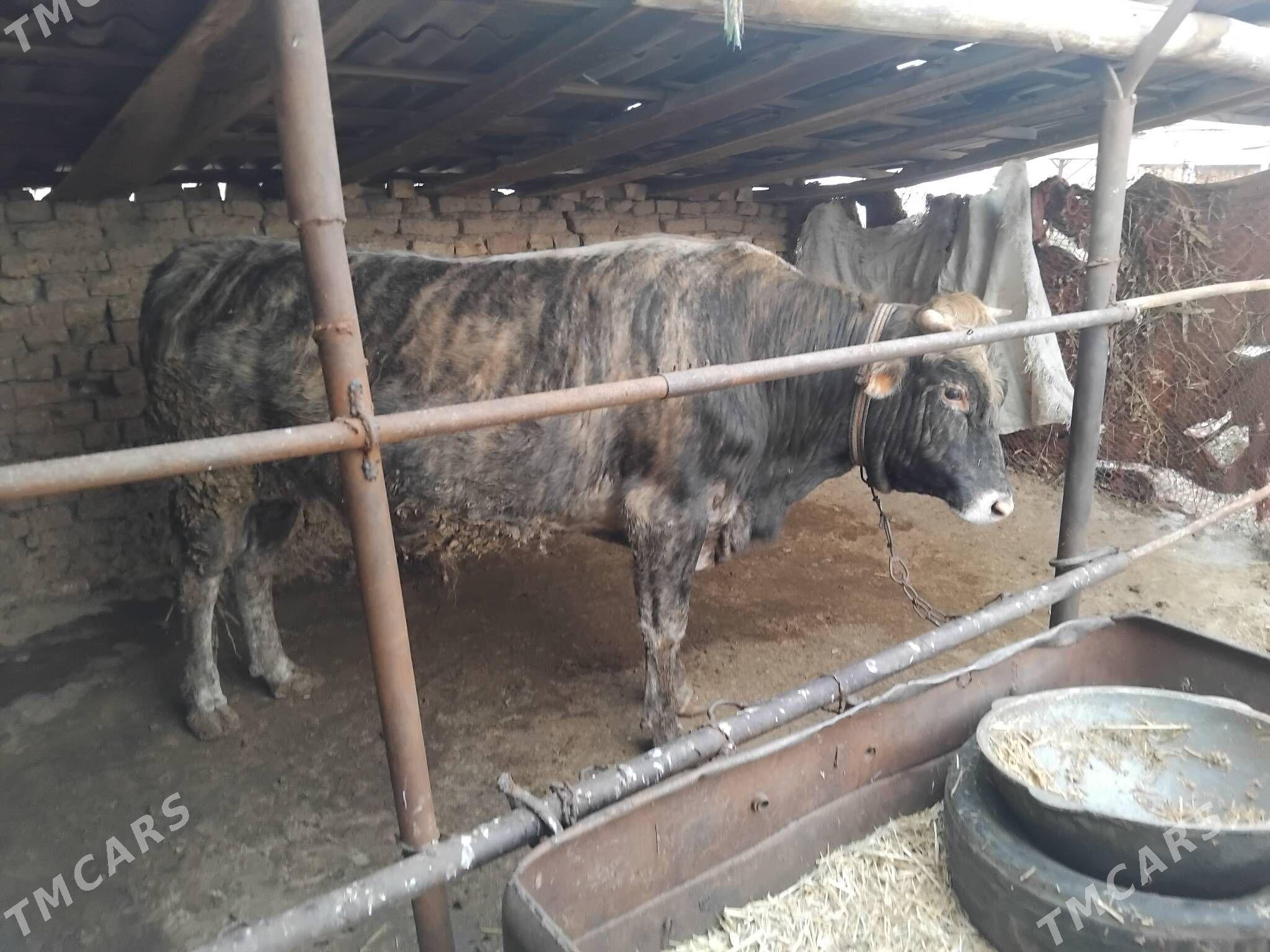 öküz - Бабадайхан - img 1