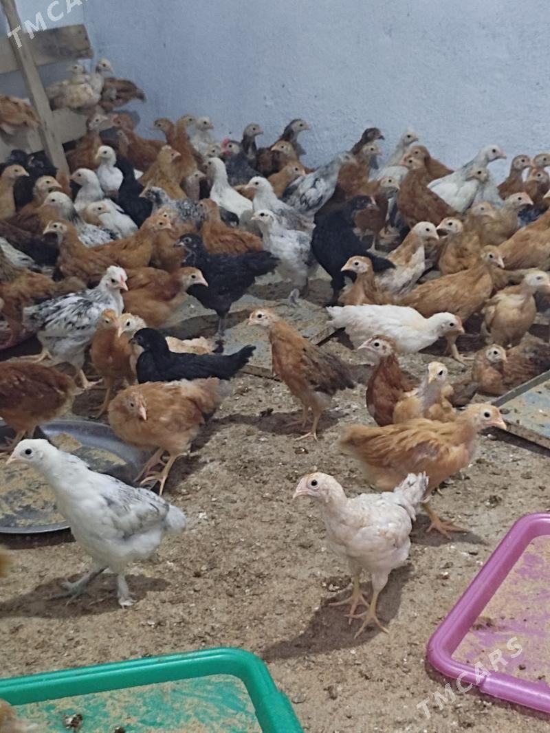 Juyje - Aşgabat - img 1