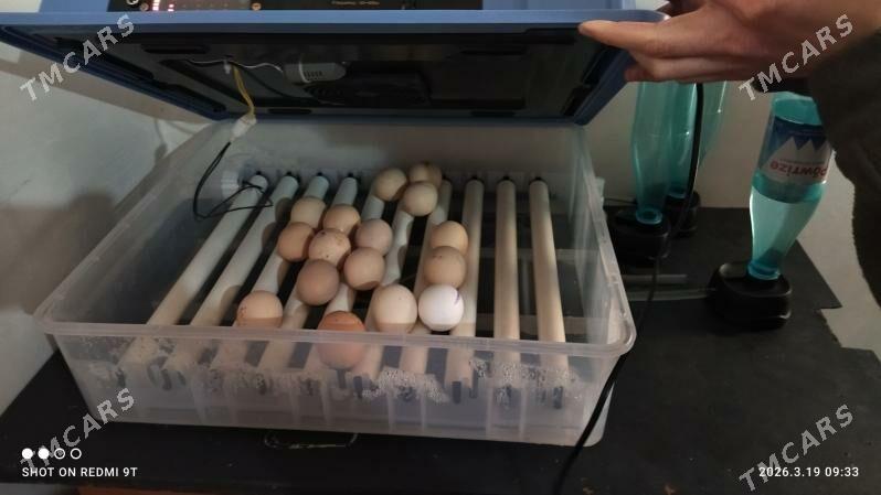 inkibator - Gyzylarbat - img 1