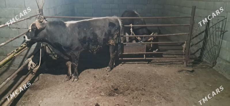 Öküzçe - Гызыларбат - img 1