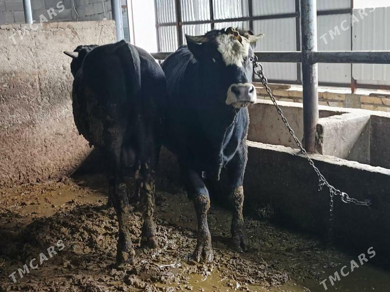 öküz - Гёкдепе - img 1