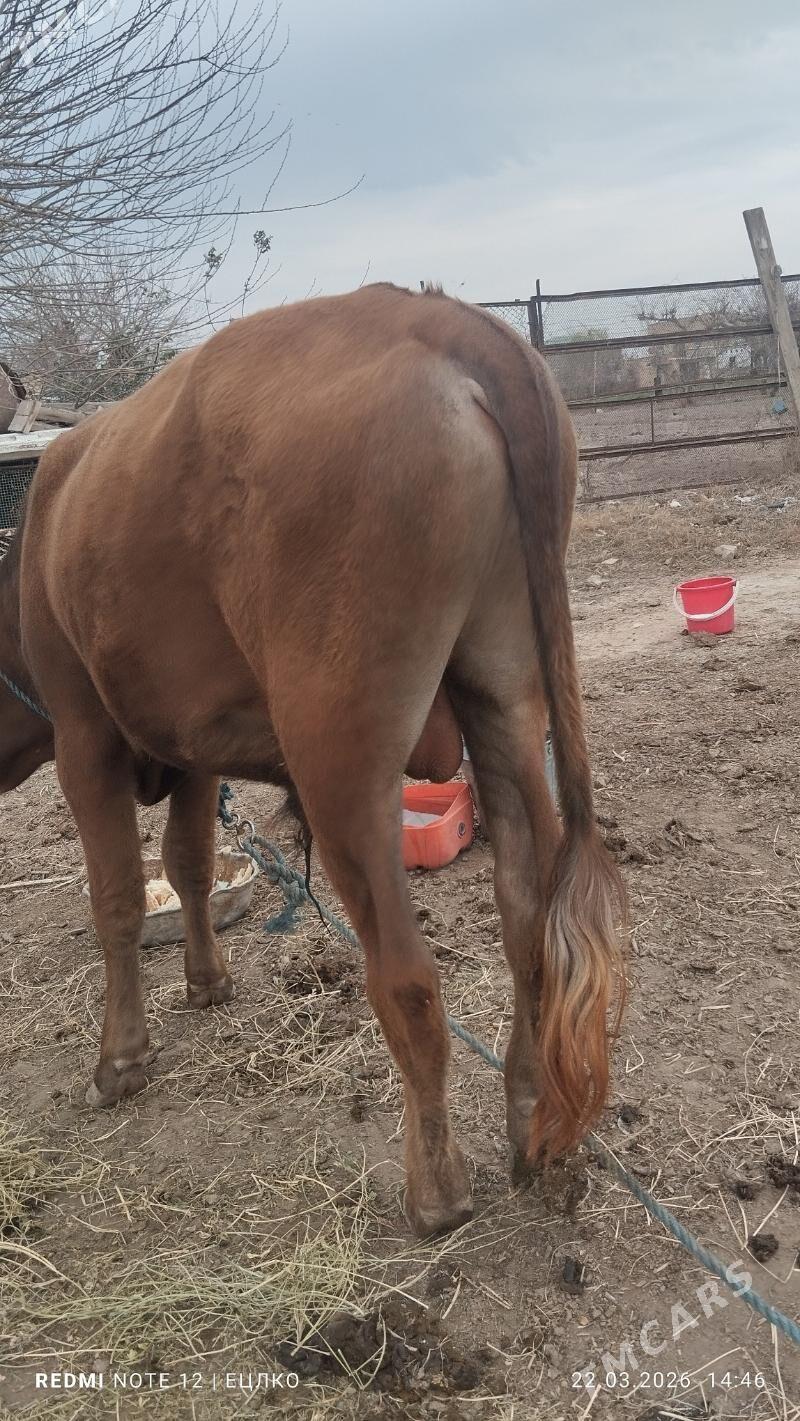 окуз баклык - Türkmenabat - img 1