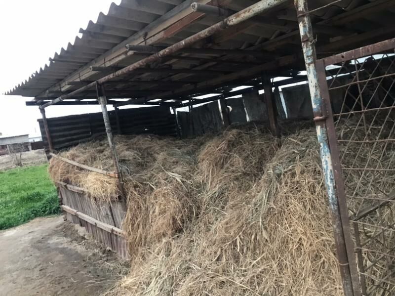 mal oty - Wekilbazar - img 1