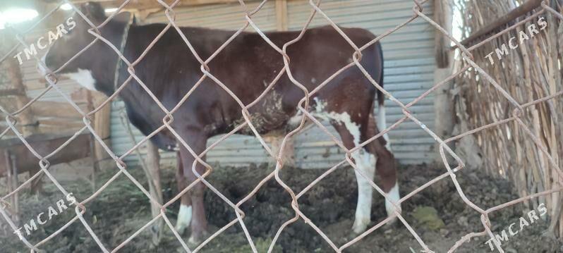 okuz - Бабадайхан - img 1