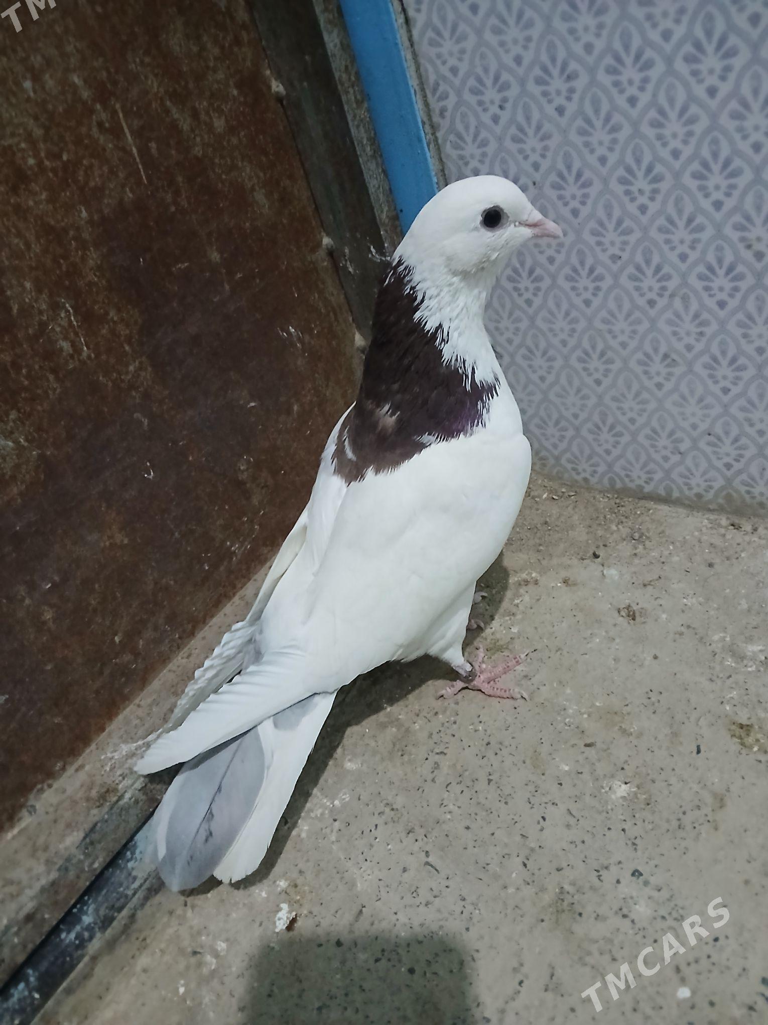 kepderi - Гызыларбат - img 1