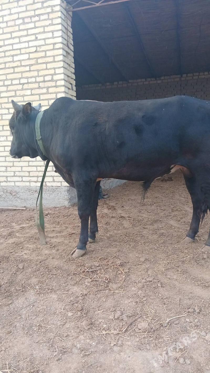 okuz - Sakarçäge - img 1