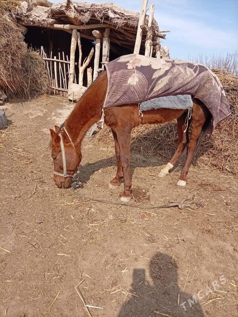 At - Гороглы (Тагта) - img 1