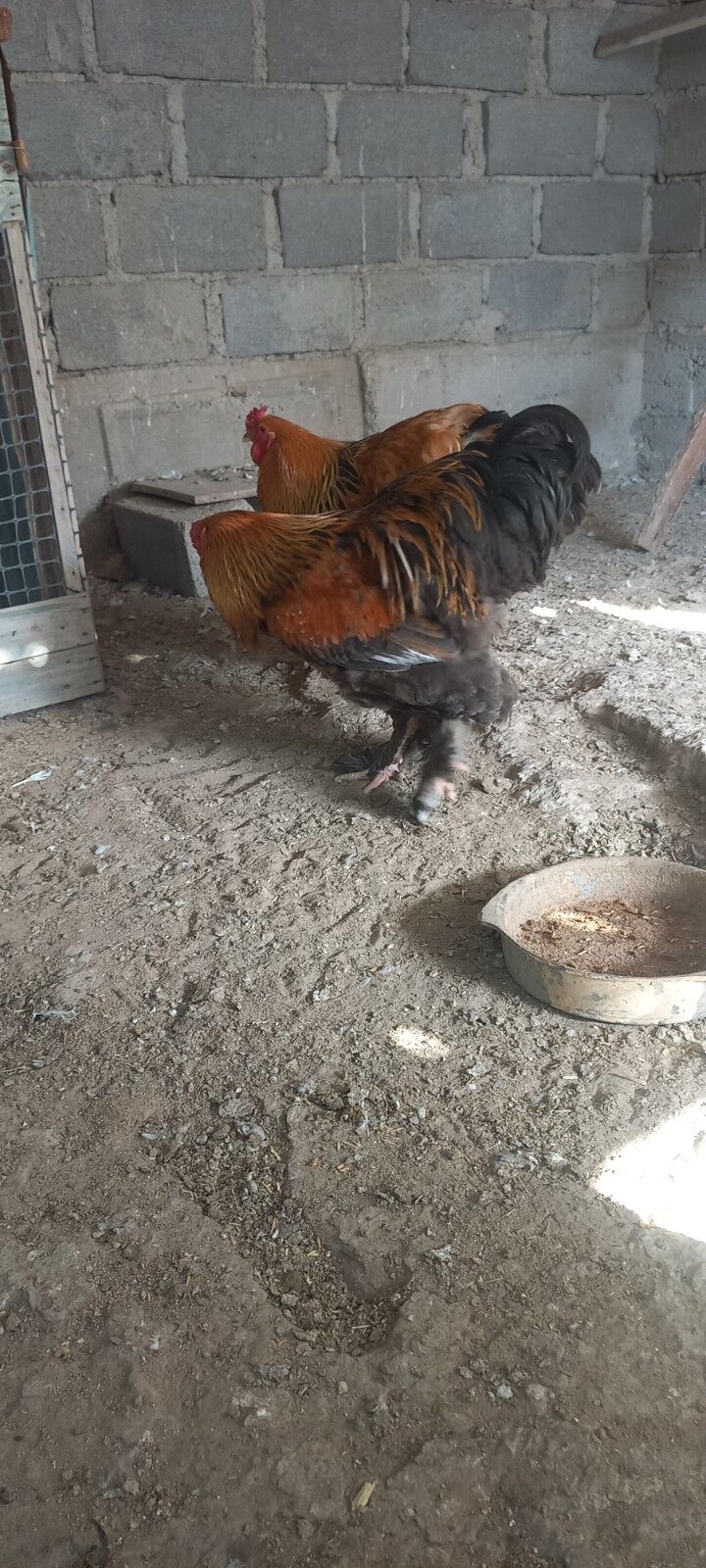 horaz brama gyzyl - Гумдаг - img 1