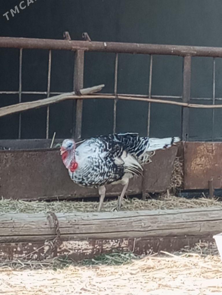 erkek induk - Türkmengala - img 1