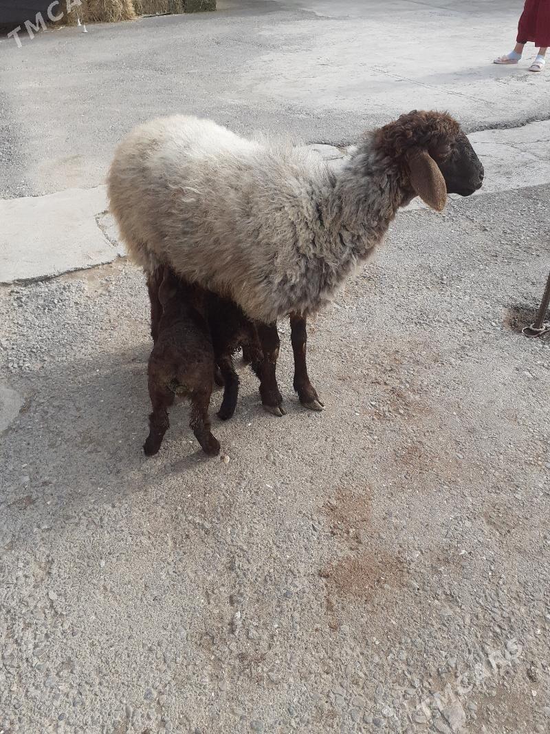 ekiz guzli goyun - Гарадамак Шор - img 1