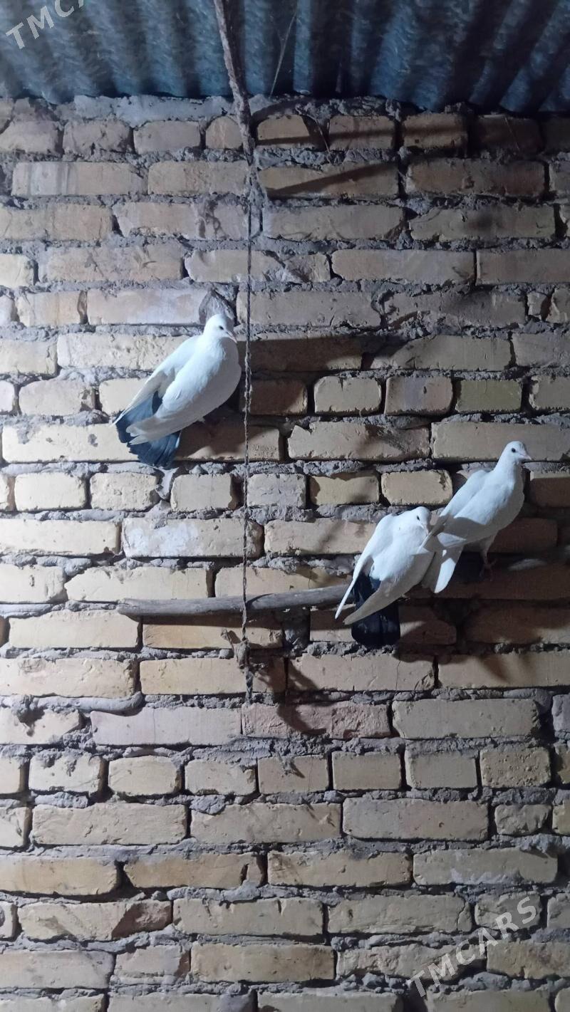 kepteri - Çärjew - img 1