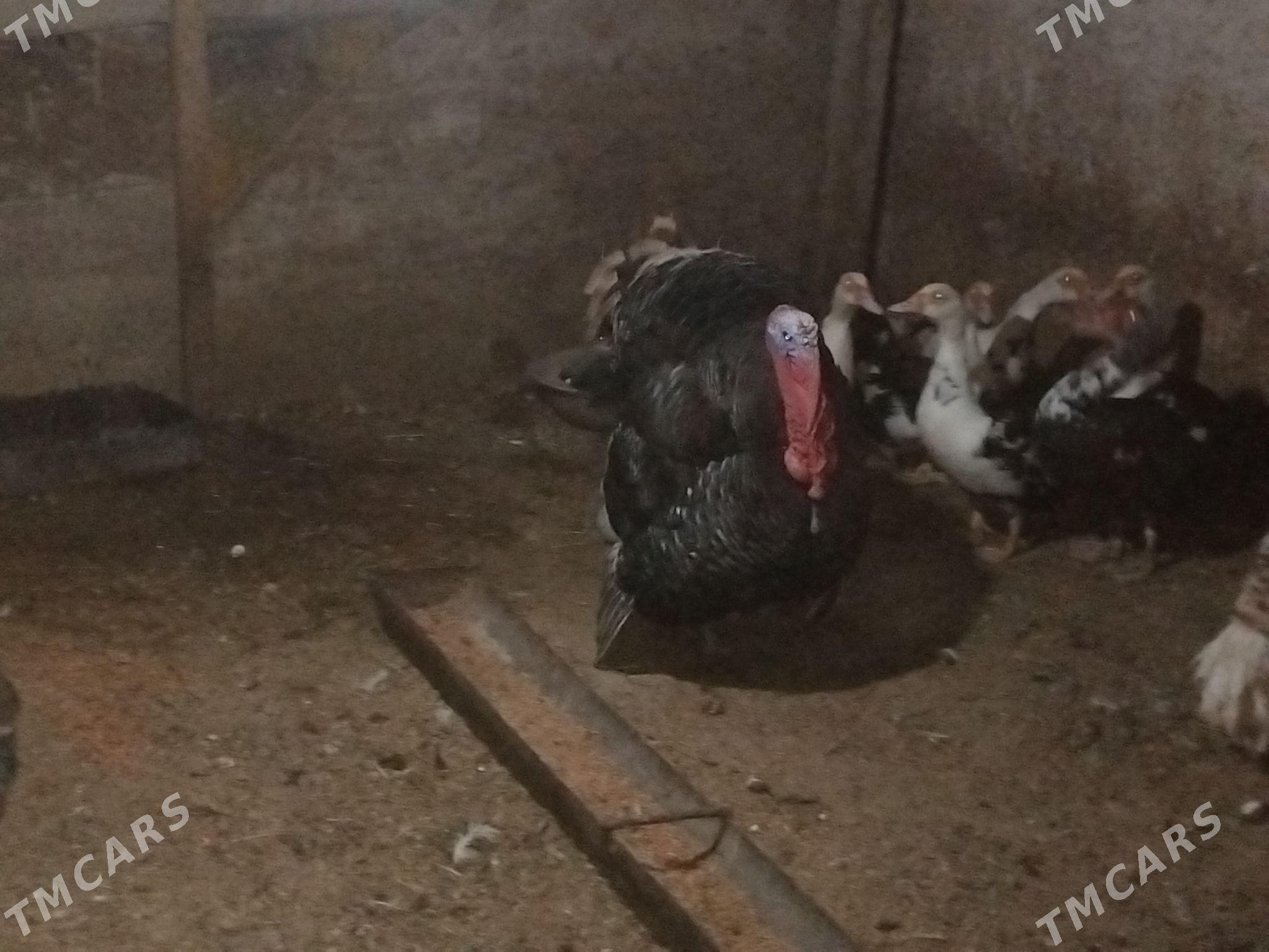 induk horaz - Gökdepe - img 1