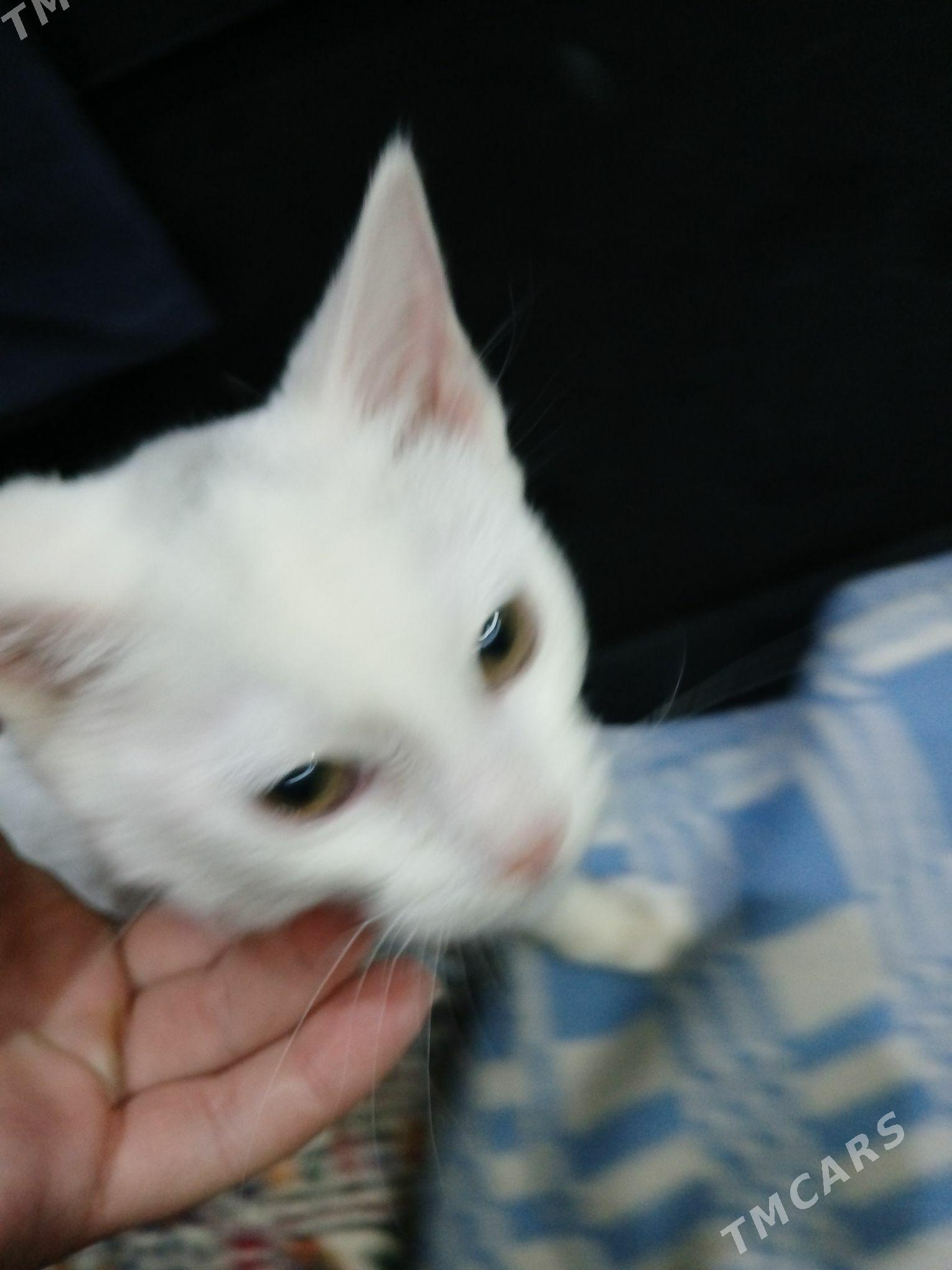 pisik - Aşgabat - img 1