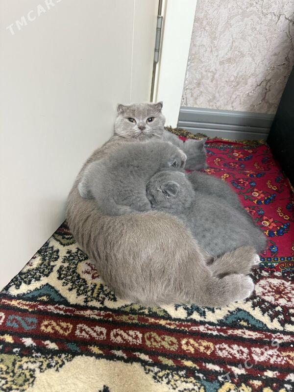 Pişik - Büzmeýin GRES - img 1