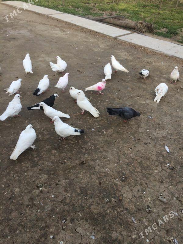 Kepderi - Bäherden - img 1