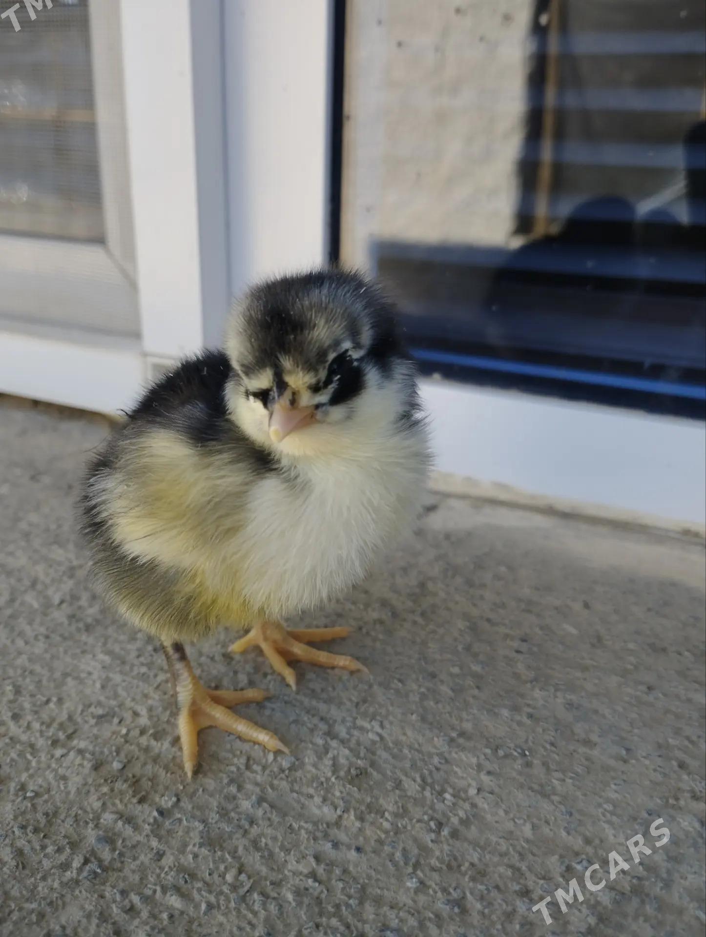 Jersiski Gigant - Balkanabat - img 1