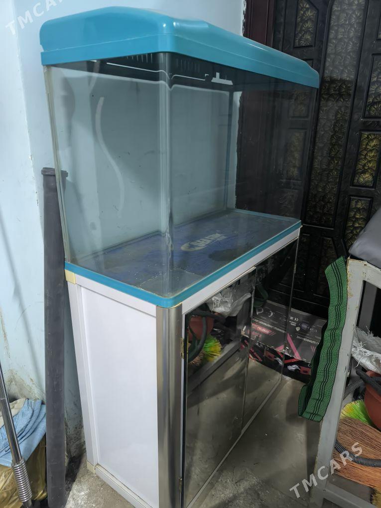 akwarium - Daşoguz - img 1