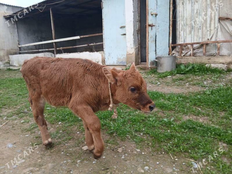 gole - Бахарден - img 1