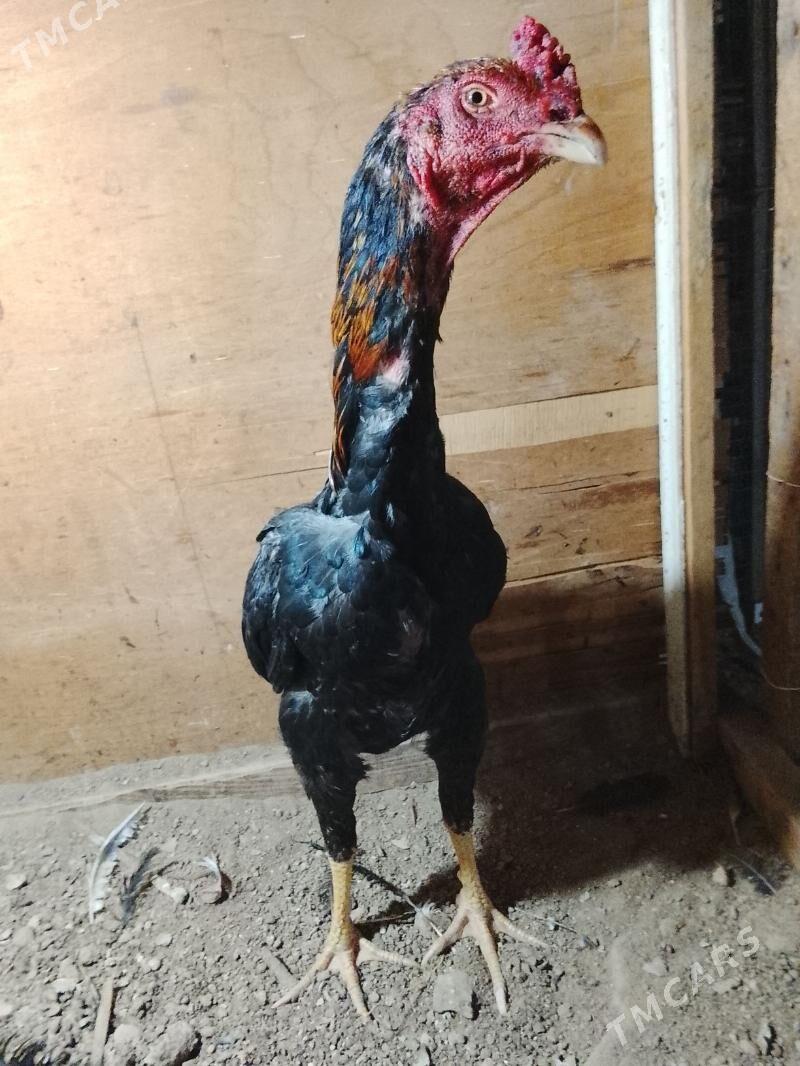 Horaz - Дашогуз - img 1