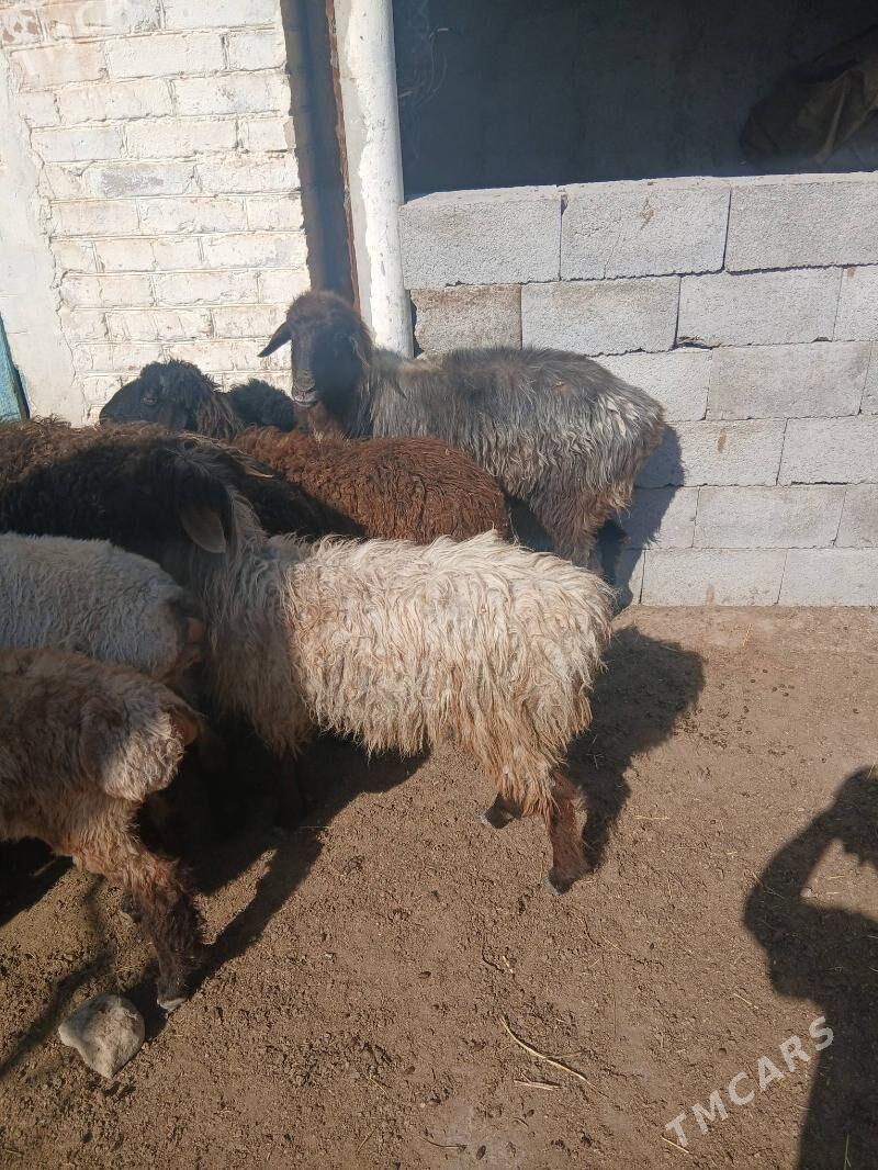 isek - Бахарден - img 1