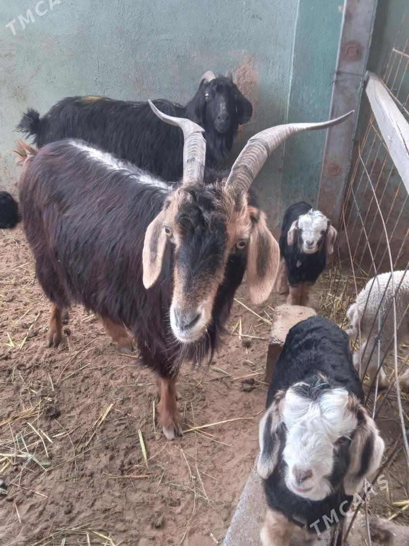 ekiz geci. - Бузмеин - img 1