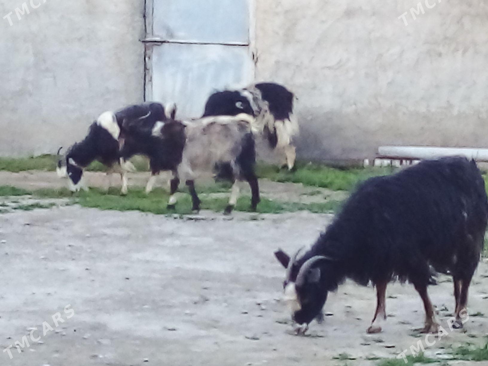 GEÇI - Бахарден - img 1