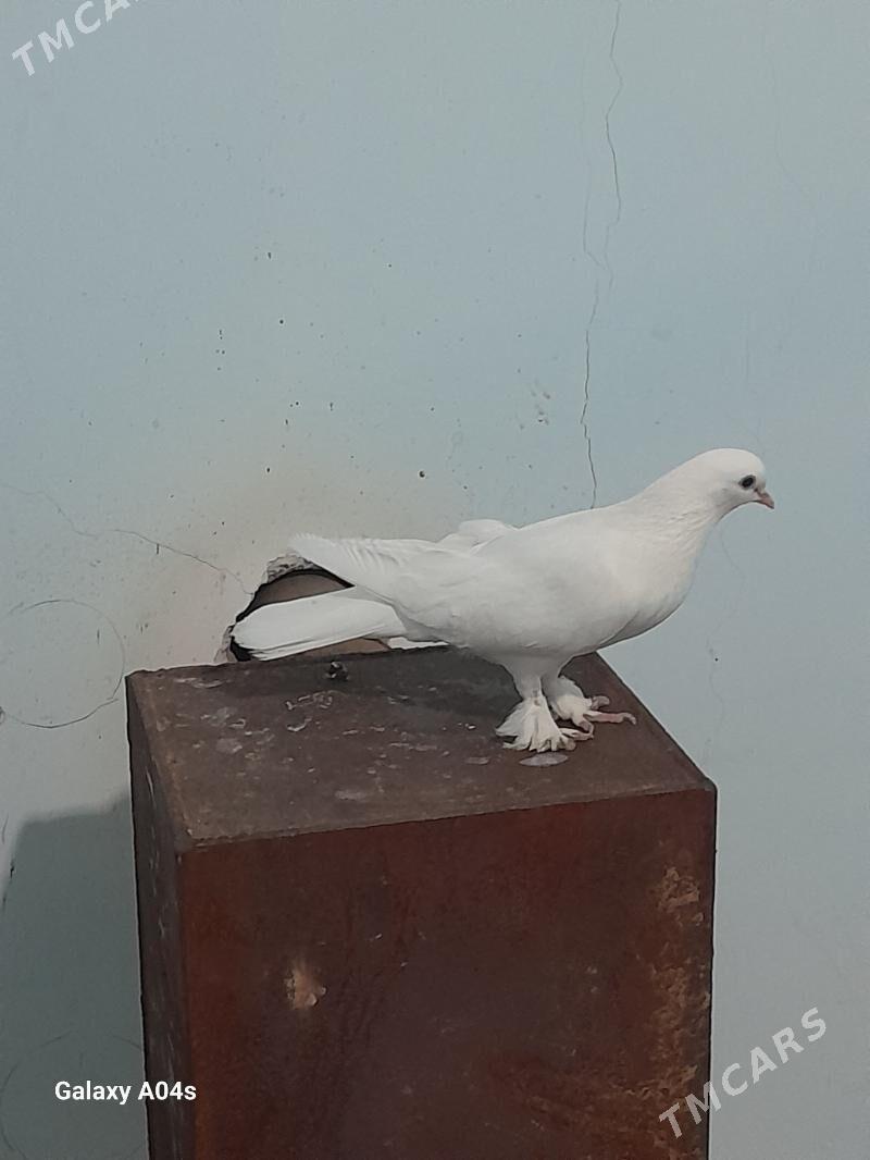 Kepderi - Bäherden - img 1