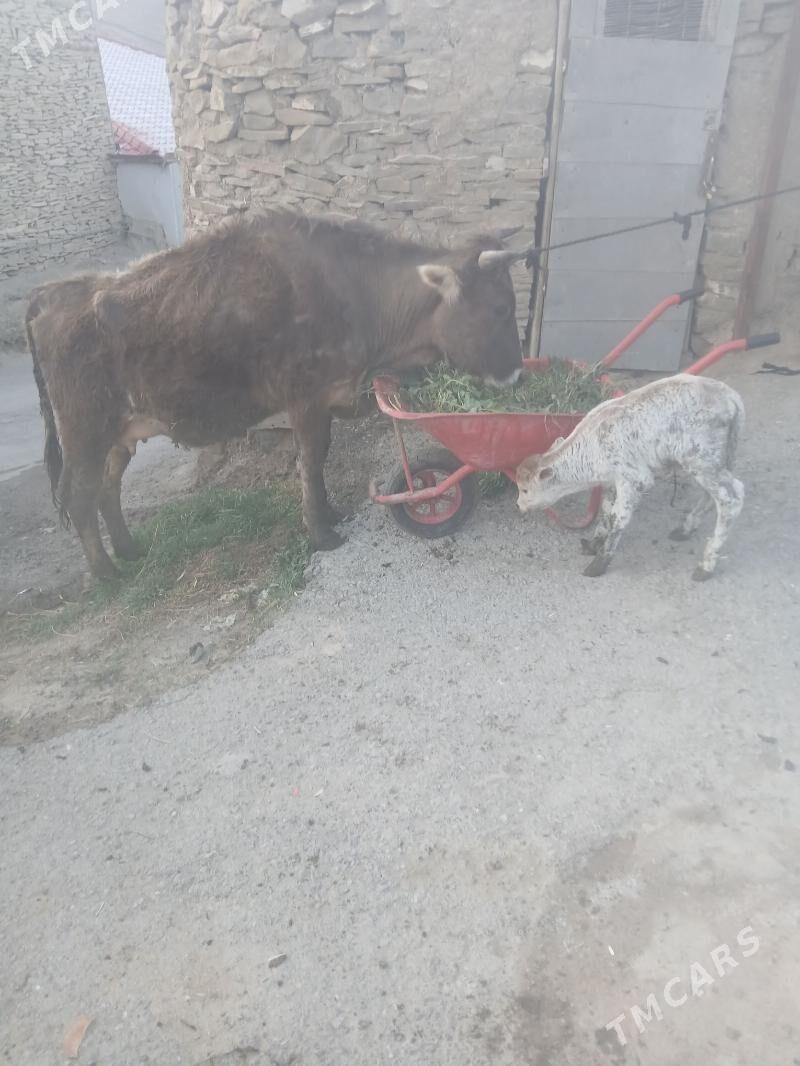 sygyr - Bäherden - img 1