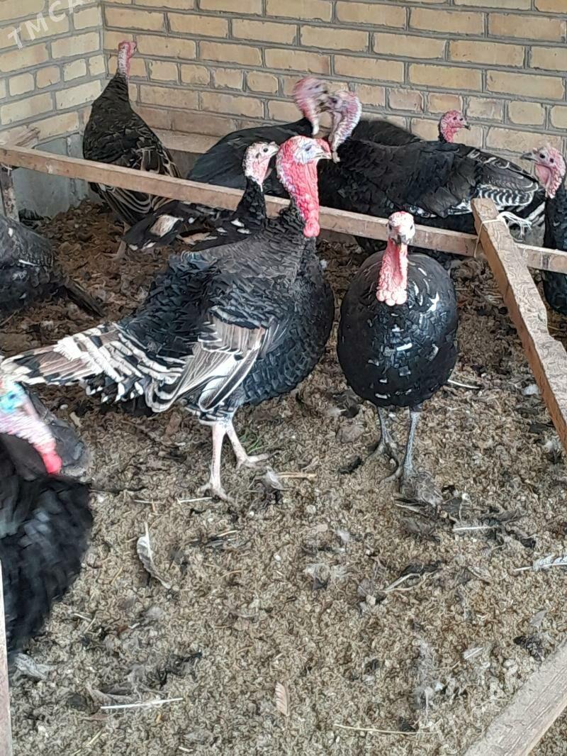 Induk Horaz - Saýat - img 1