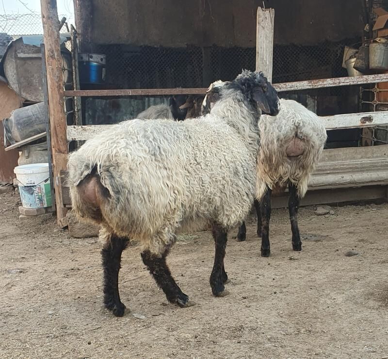 goyun - Aşgabat - img 1