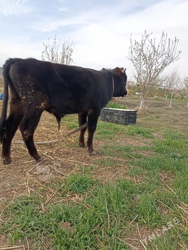 okuz - Ýaşlyk - img 1