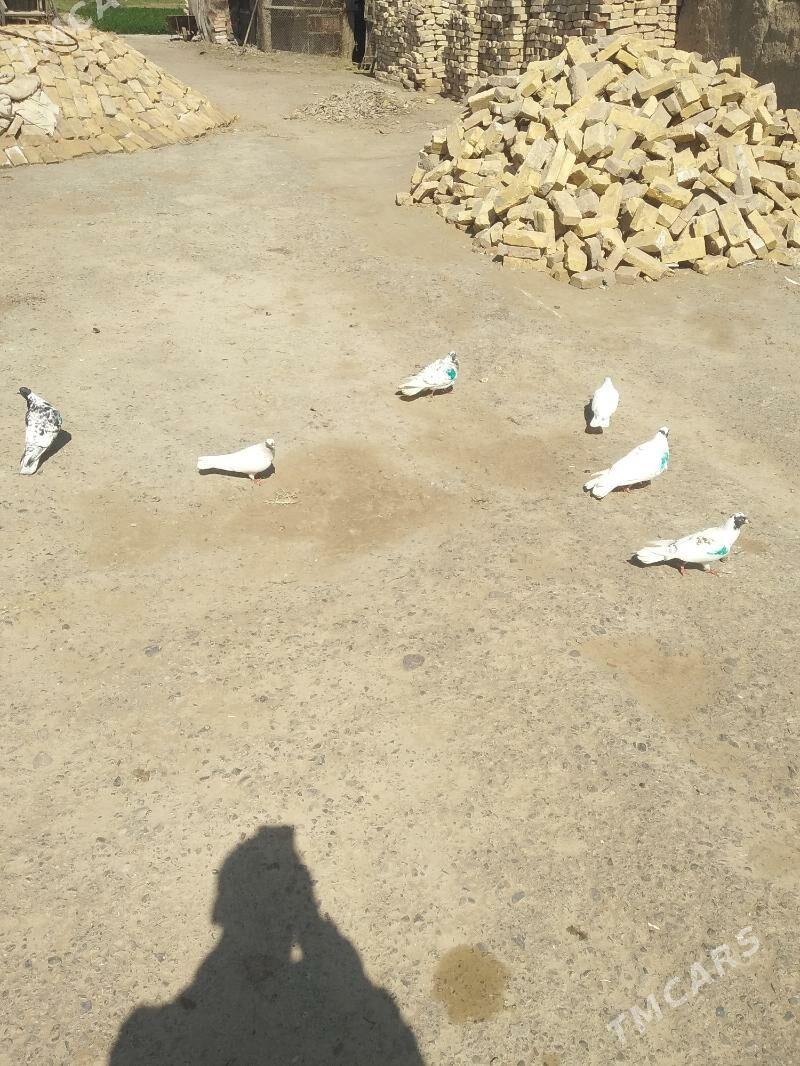 kepter - Türkmenabat - img 1