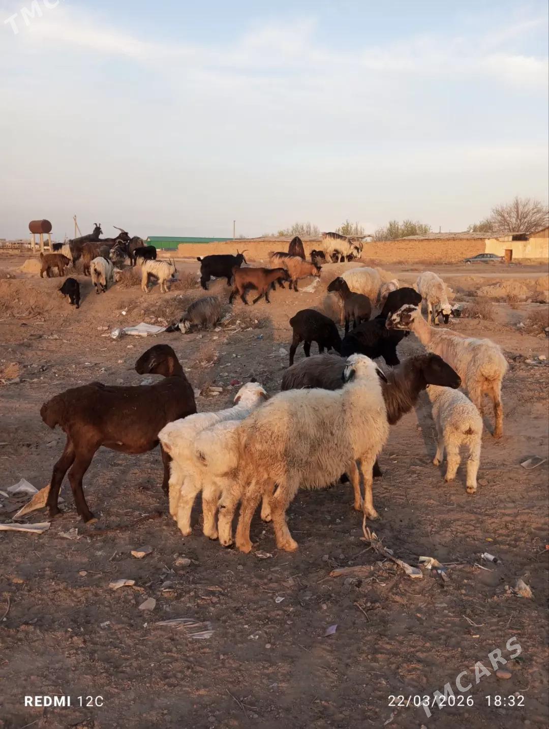 goyun we geçi - Farap - img 1