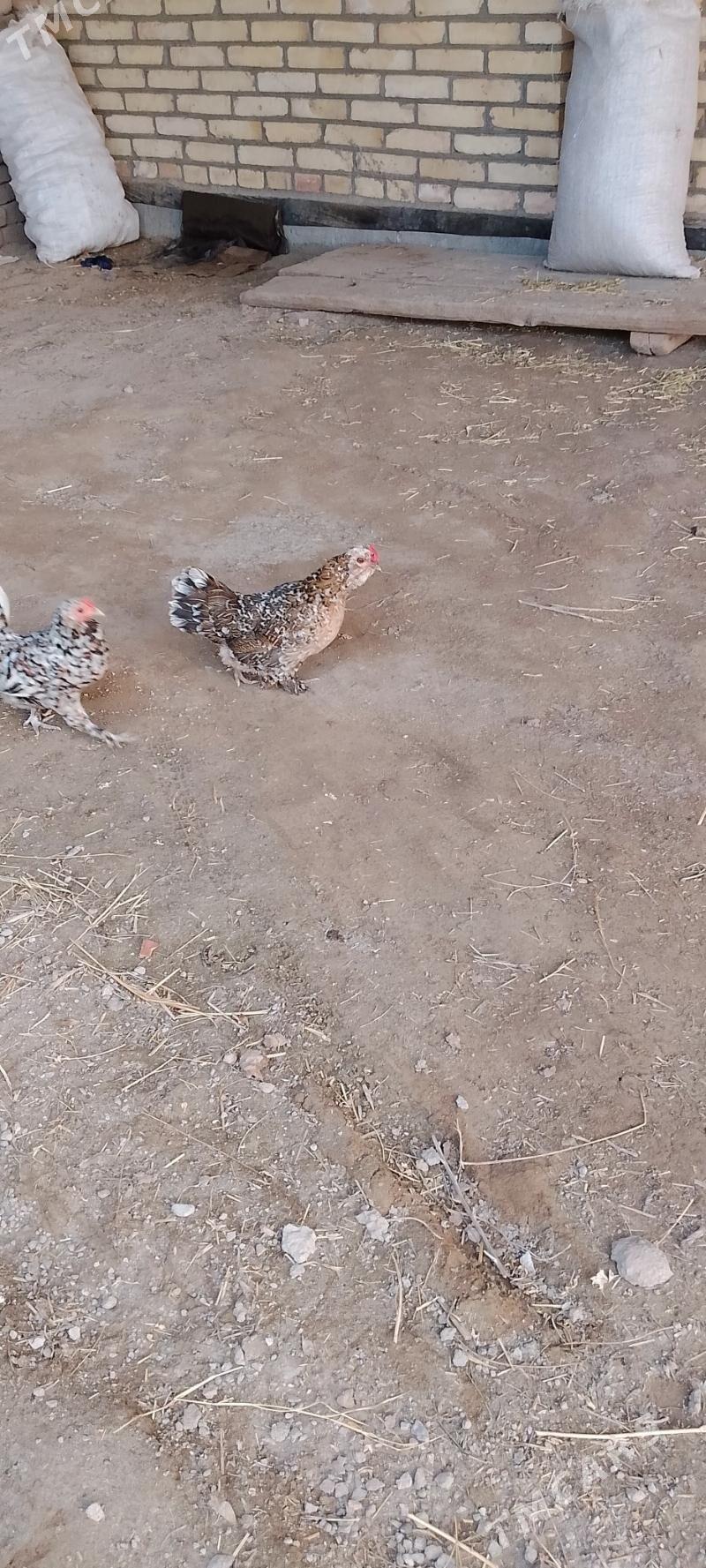 карлик - Çärjew - img 1