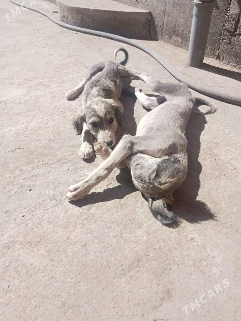 тазы - Türkmenabat - img 1