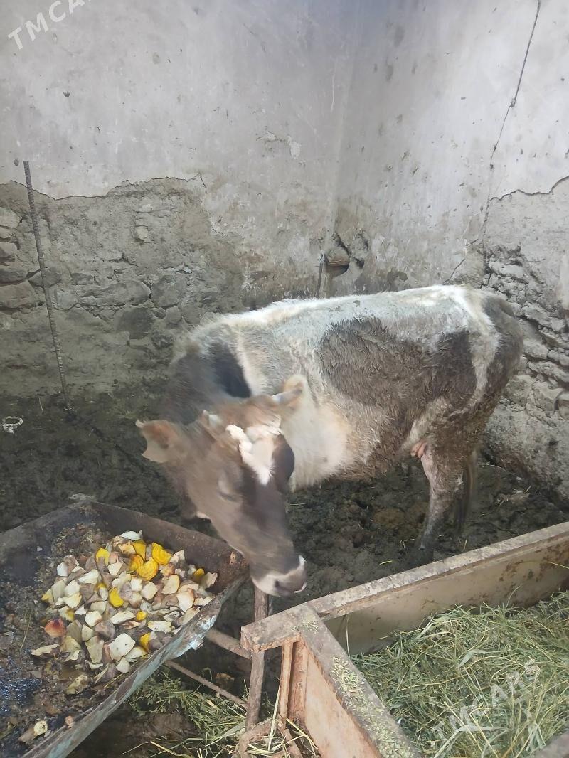 Ala tuwe - Бахарден - img 1