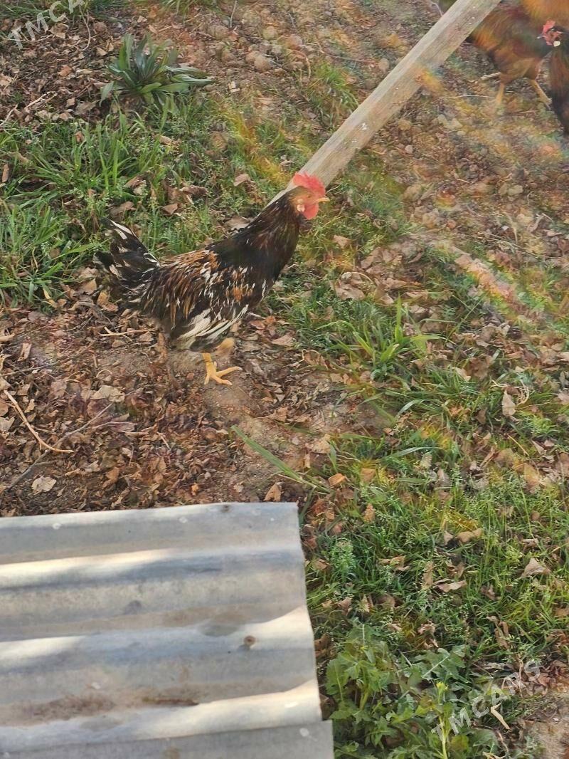 Elin Horozlar - Балканабат - img 1