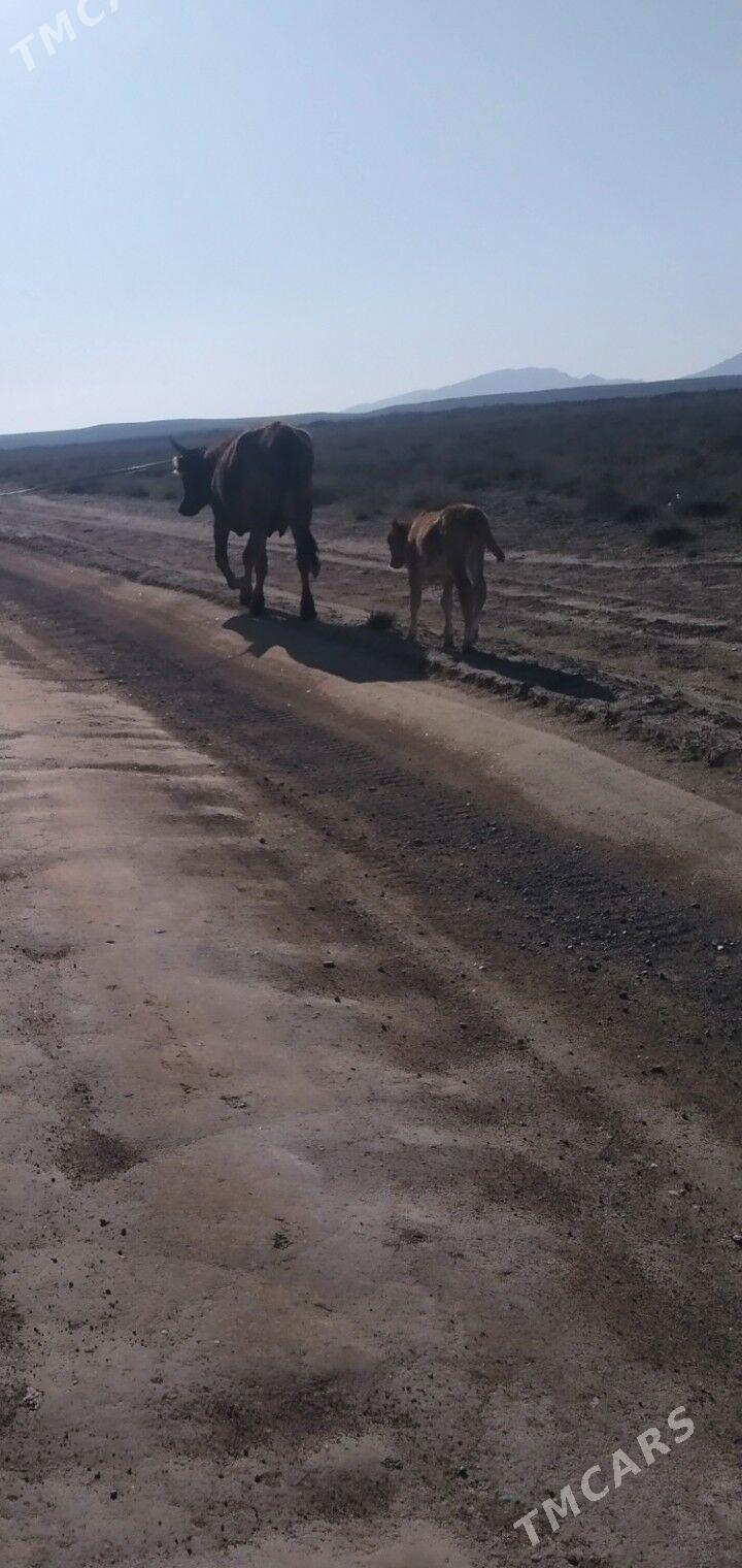 göleli sygyr - Туркменбаши - img 1