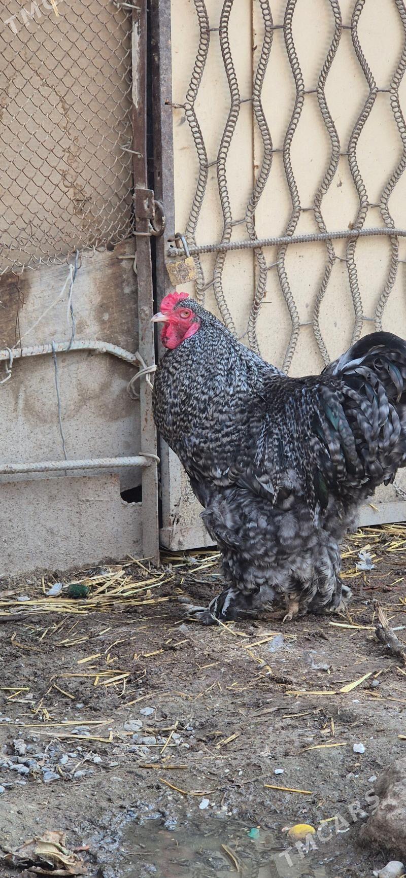 BRAMA ORIGINAL TOHUM - Aşgabat - img 1