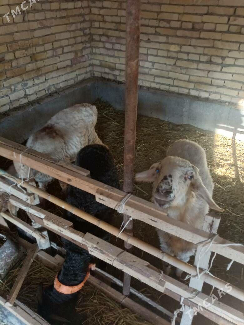 koyun kockar - Чарджоу - img 1