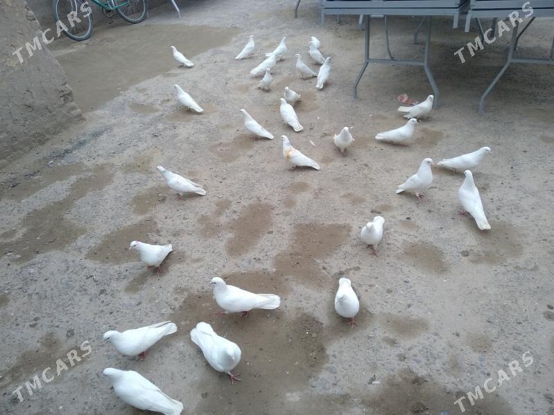 kepter - Türkmenabat - img 1