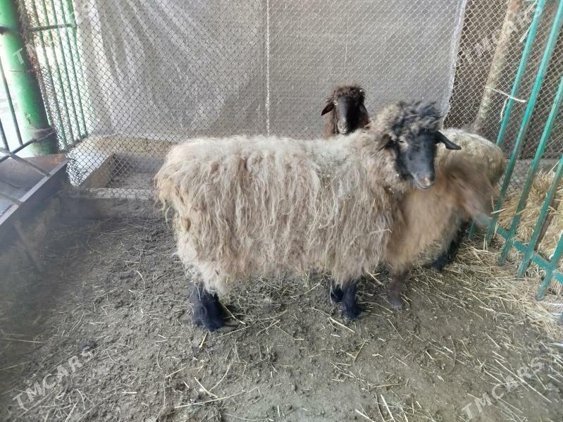 Goýun goýunlar - Änew - img 1