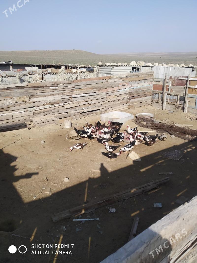 ördek - Туркменбаши - img 1