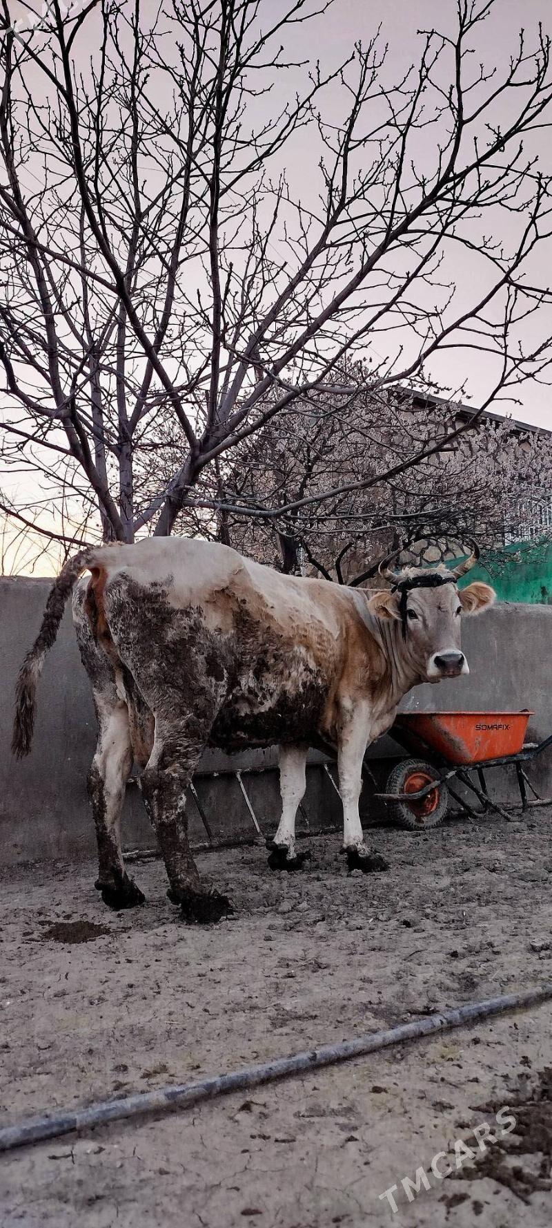 Tohum semyz sygyr - Bäherden - img 1