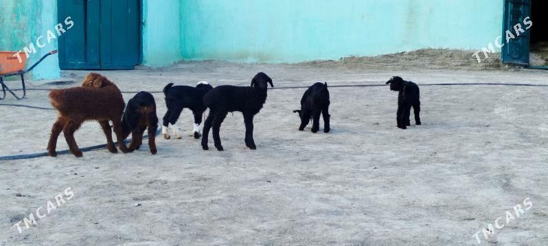 Owlak we gecy - Бахарден - img 1